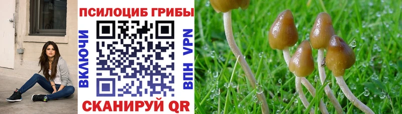 продажа наркотиков  Заречный  Галлюциногенные грибы Psilocybine cubensis 